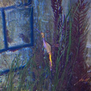 Weedy Seadragon