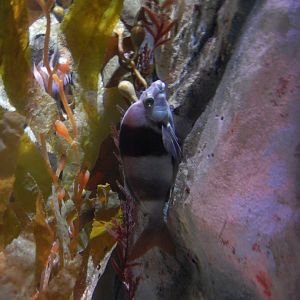 Magpie Perch