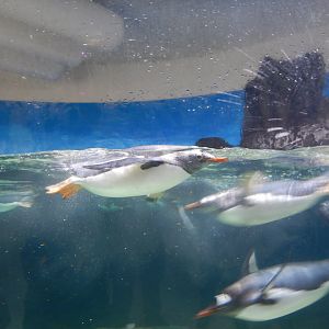 Gentoo Penguin