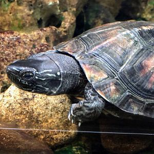 Kwangtung River Turtle