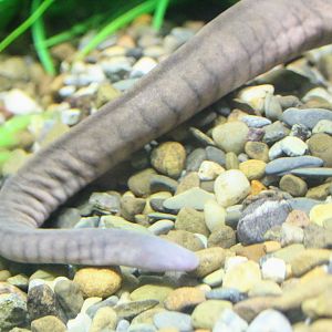 Kaup's Caecilian
