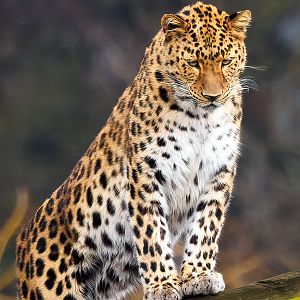 Kristen - female Amur Leopard