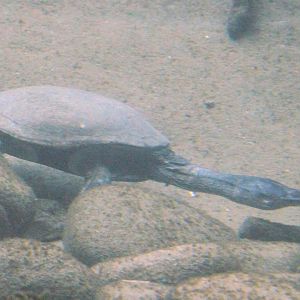 North Australian Snake-necked Turtle