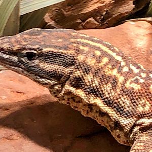 Spiny-tailed Monitor