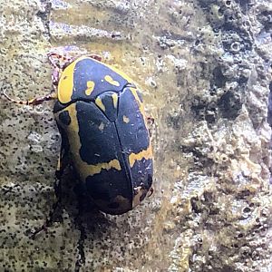Yellow-bellied Flower Beetle