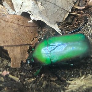 Jewel Beetle