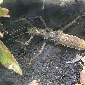 Sabah Spiny Stick Insect