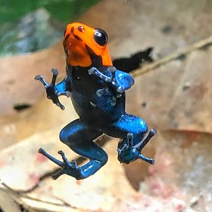 Blessed Poison Frog