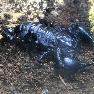 Borneo Forest Scorpion