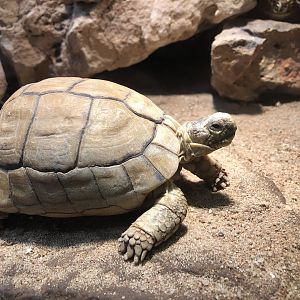Egyptian Tortoise