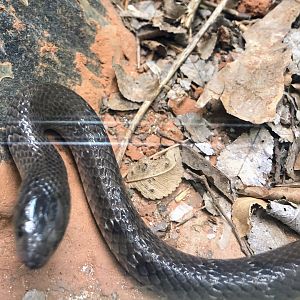 Angolan Garter Snake