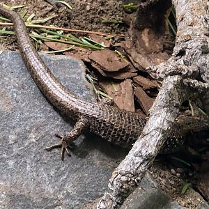 Northwestern Alligator Lizard