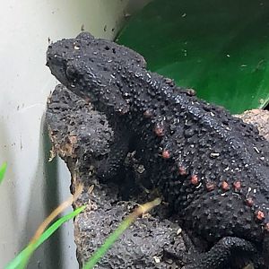 Anderson's Crocodile Newt