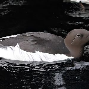Common murre (Uria aalge)