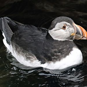 Atlantic puffin (Fratercula arctica)