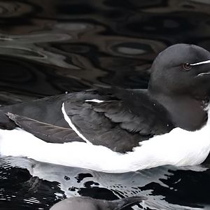 Razorbill (Alca torda)