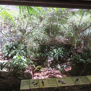 Small Tiger Trail Aviary