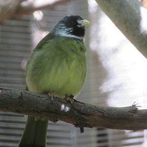 Collared Finchbill