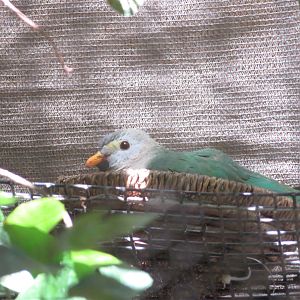 Black-chinned Fruit Dove
