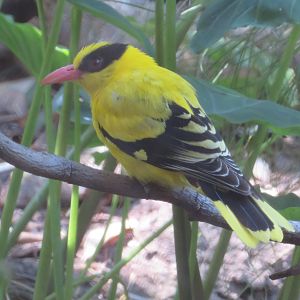 Black-naped Oriole