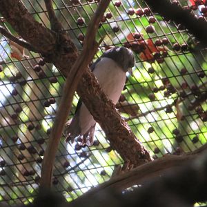 White-breasted Woodswallow