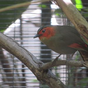 Scarlet-faced Liocichla