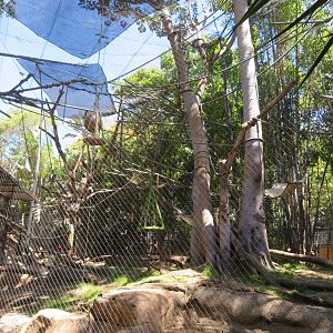Colobus Monkey Exhibit