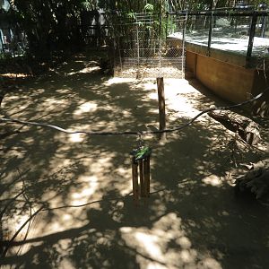 Babirusa Exhibit