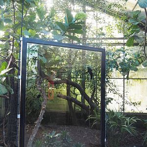 Rufous hornbill and Red junglefowl aviary, 2022-08-28