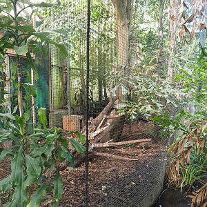 Rufous hornbill and Red junglefowl aviary, 2022-08-28
