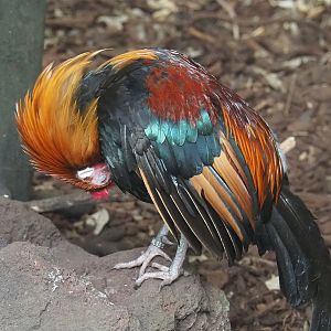 Red junglefowl (Gallus gallus), 2022-08-28