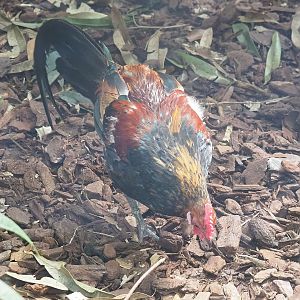 Red junglefowl (Gallus gallus), 2022-08-28