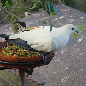 Pied imperial pigeon (Ducula bicolor), 2022-08-28
