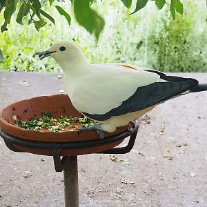 Pied imperial pigeon (Ducula bicolor), 2022-08-28