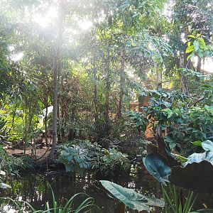 View in the first walk-through section of the Tropical hall - Asian/Philippines section, 2022-08-28