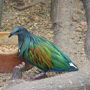 Nicobar pigeon (Caloenas nicobarica), 2022-08-28