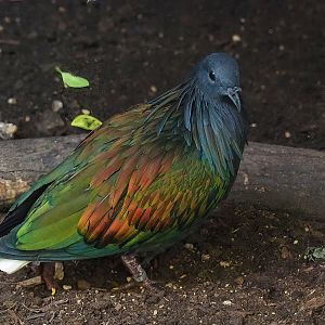 Nicobar pigeon (Caloenas nicobarica), 2022-08-28