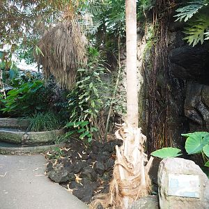 Tropical hall - Asian/Philippines section - Rice paddies and waterfall, 2022-08-28