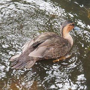 Philippine duck (Anas luzonica), 2022-08-28