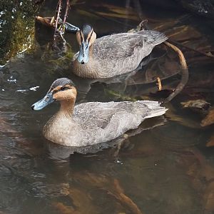 Philippine ducks (Anas luzonica), 2022-08-28