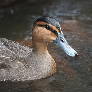 Philippine duck (Anas luzonica), 2022-08-28