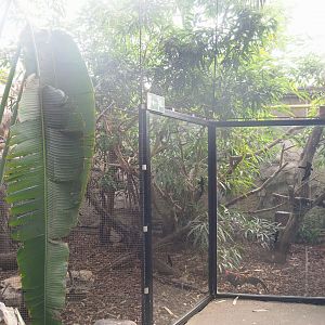Visayan Tarictic hornbill and Red junglefowl aviary, 2022-08-28
