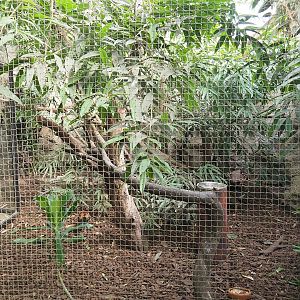 Visayan Tarictic hornbill and Red junglefowl aviary, 2022-08-28