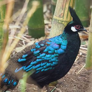 Palawan peacock-pheasant (Polyplectron napoleonis), 2022-08-28