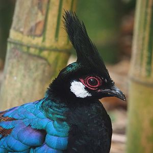 Palawan peacock-pheasant (Polyplectron napoleonis), 2022-08-28