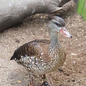 Spotted whistling duck (Dendrocygna guttata), 2022-08-28