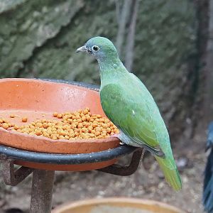 Female Black-naped fruit-dove (Ptilinopus melanospilus), 2022-08-28