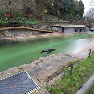South American sealion exhibit 241122