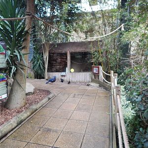 Lorikeet Lookout 241122
