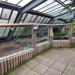 Lorikeet Lookout - Meller's duck exhibit 241122